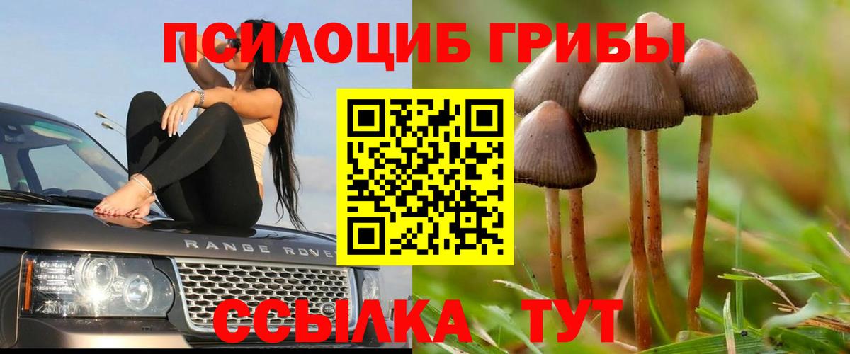 Псилоцибиновые грибы Psilocybe Назарово
